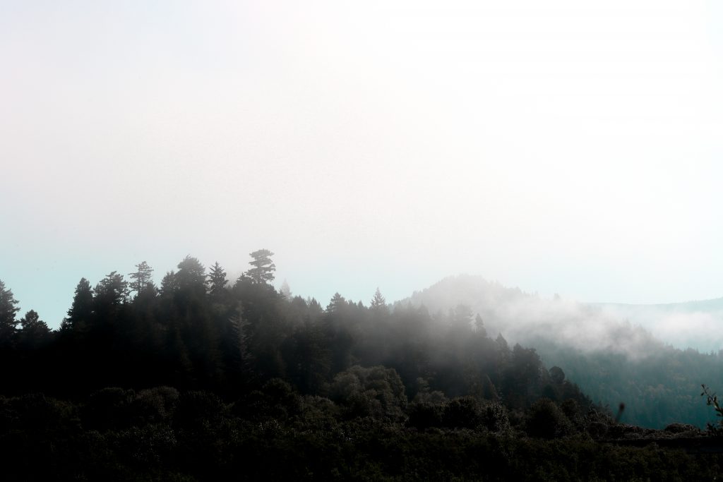 Foggy Redwoods