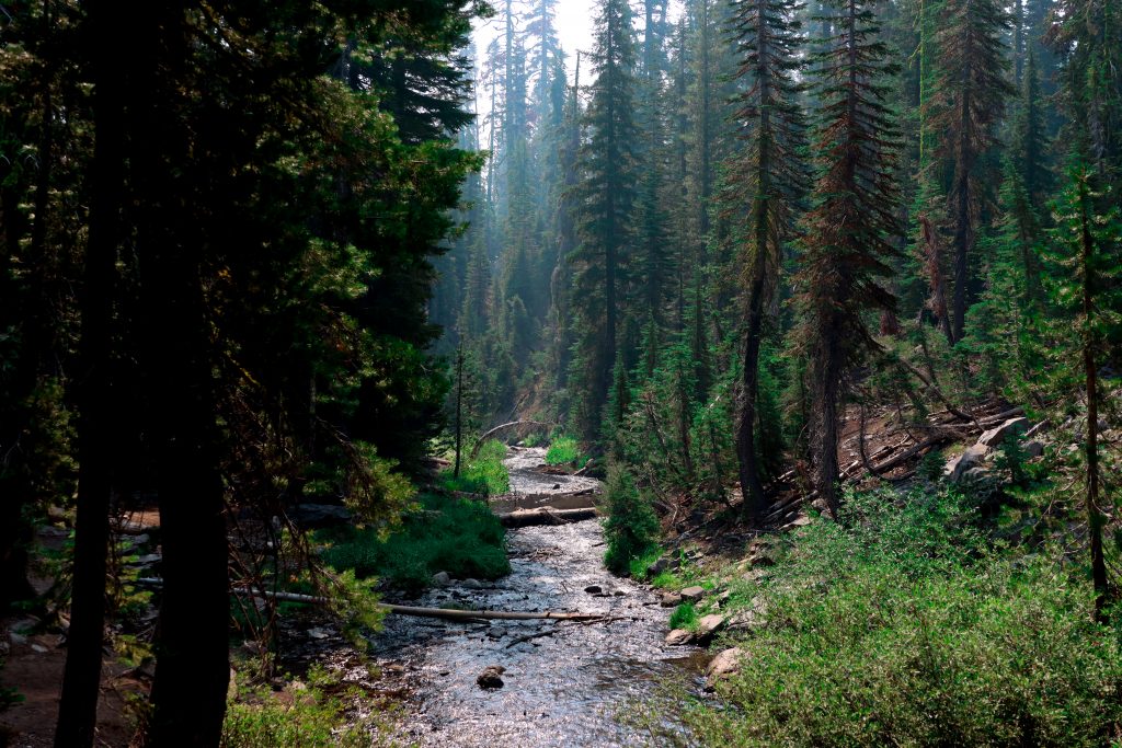 Mysterious Forest along stream